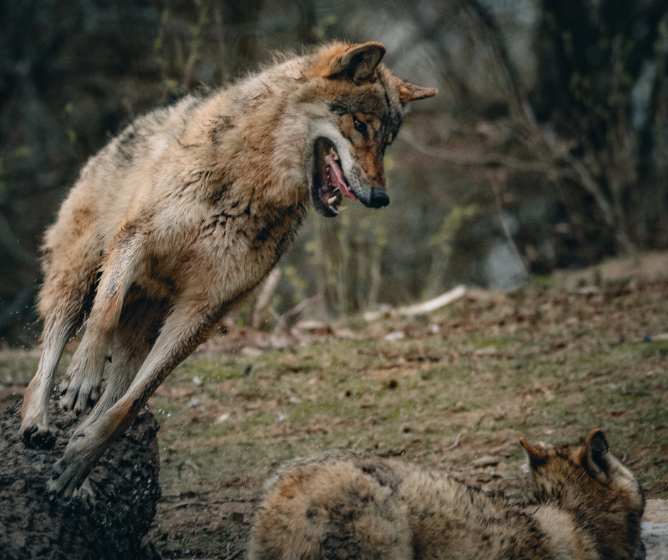 Survival 101: How Understanding Animal Behavior While Camping Could Be Your Lifesaver" by Ready For Camp - Where Adventure Awaits